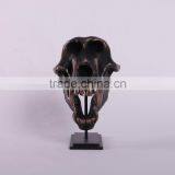 Chacma Baboon Skull on Base thumbnail-2