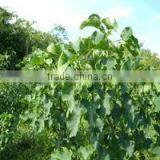 Jatropha Curucs Extract thumbnail-2