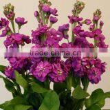 New Best Sell Violet Purple Plant thumbnail-6