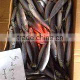 Sea Frozen Whole Round Frozen Sardine Fish thumbnail-3