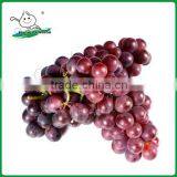 Sell Red grapes/Grapes/Fresh grapes from China