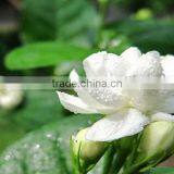 Jasmine Essential Oil 100% Natural |100% Pure Jasmine Oil | Ruh Chameli Oil thumbnail-3