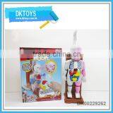 Horrible Human Body Model Puzzle thumbnail-1