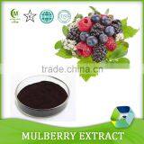 High Quality Mulberry Extract/Mulberry Extract Powder/ Morus Alba L. Powder