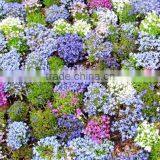 Top Quality White Pink Babys Breath Seeds Gypsophila Seeds For Landscape thumbnail-1