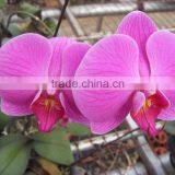 Multi-colored Beautiful Indoor Plant Phalaenopsis Butterfly Orchid