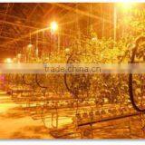 Artificial Lighting System for Greenhouse thumbnail-2