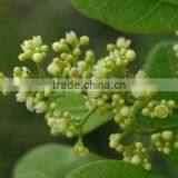 Frankincense Essential Oil Distiller EC Series thumbnail-1