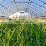 Cheap Easily Inatalled Plastic Film Vegetable Greenhouse thumbnail-3