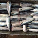 HGT Pacific Mackerel Scomber Japonicus Headless Gutted Tailess thumbnail-6