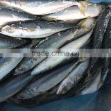 2017 New Food Grade Pacific Mackerel Frozen Manufactured in China thumbnail-1