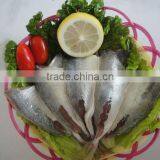 Frozen Fish Fillet thumbnail-1