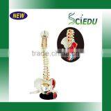 Medical Science Subject and Skeleton Model Type Spine Model