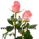 Wholesale Fresh Cut Rose Rose Flowers Diana With 0.8_1.2kg/bundle From Kunming thumbnail-3