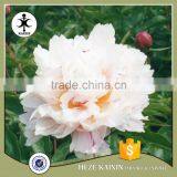 MY TEST Herbaceous Peony Plant Root thumbnail-3