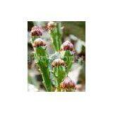 Cactus Extract(sales22 at Lgberry Dot Com Dot Cn)