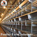 H Type Layer Chicken Chicken Cage With Full Automatic Equipment for 100000 Birds thumbnail-5