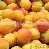 Apricots thumbnail-2