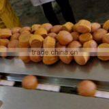 KH-600 Automatic Sponge Cake Machine thumbnail-4