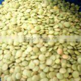 Green Lentil Best Quality in the World Cleaned by Sortex thumbnail-1