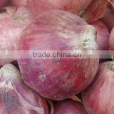 Red Onion Phulkara Variety for Exports