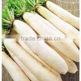 Wholesale White Radish on Sale thumbnail-4