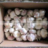 Supply 2016 Fresh Normal White Garlic thumbnail-1