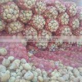 Mesh Bags of Egyptian Onions With Affordable Price thumbnail-2