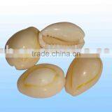 Shell Conch thumbnail-1