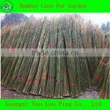 China Lucky Bamboo Sticks
