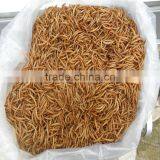 Dried Mealworm by Freeze for Pet (cat ,dog and Chicken) Food thumbnail-3
