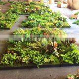 Home Garden Wedding Decoration 200cm*100cm Green Original Succulent With Moss Carpet Grass Wall E03 0501 thumbnail-5