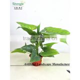 SAS201603 China Supplier Artificial Greenery Plant,Indoor Fake Ornamental Foliage Plant