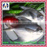 High Quality IQF Grey Pomfret thumbnail-1