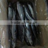 Ikan Frozen of Spanish Mackerel thumbnail-1
