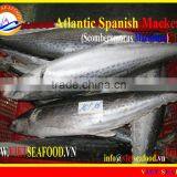 W/R FROZEN ATLANTIC SPANISH MACKEREL thumbnail-1