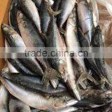 Pacific Mackerel 250-300g Seafrozen 2015 thumbnail-4