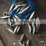 Sea Frozen Mackerel 300-500g 2016 thumbnail-4
