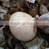 Fermented Garlic Newest Price--HC Company thumbnail-2