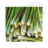 The Factory Supplies Lemon Grass Essential Oil Distillation High-quality Lemon Grass Essential Oil Wholesale thumbnail-2