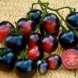 Vegetablel Seed Red & Black Tomato Seed Greenhouse Tomato Seeds no 61 thumbnail-1
