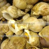Frozen Cooked Whelk Whole from UK