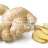 Chinese Fresh Ginger for Sale thumbnail-4