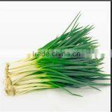 Frozen Spring Onions(shallot) High Quality thumbnail-3
