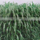 Big Capacity Automatic Screw Type Sweet Sorghum Pressing Machine Factory Wholesale thumbnail-5