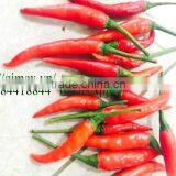 FRESH HOT PEPPER, CHILLI +84963818434 Whatsapp thumbnail-2