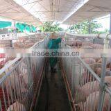 Elevated Pig Stall Pig Farming Equipment thumbnail-1