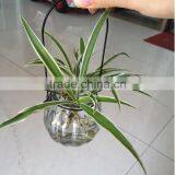 Hang Transparent Glass Vase/Other Copper Grass Plants Hang Bottle Hydroponic Flower Pot thumbnail-3