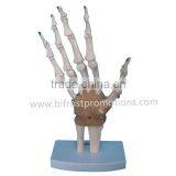 Hand Model thumbnail-1