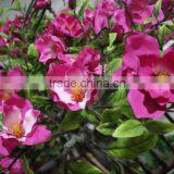 Artificial Blooming Tree Outdoor/indoor Factory Decoration Artificial Yulan Tree thumbnail-3